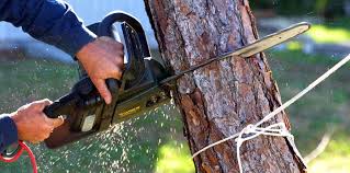 Best Lawn Mowing  in Clovis, NM