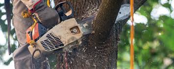 Best Tree Trimming and Pruning  in Clovis, NM