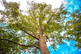 Best Tree Risk Assessment  in Clovis, NM
