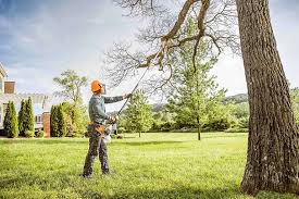 Best Lawn Renovation and Restoration  in Clovis, NM