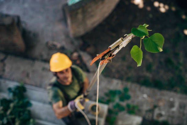 Best Tree Cabling and Bracing  in Clovis, NM
