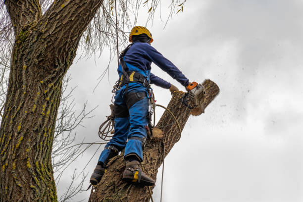 Best Leaf Removal  in Clovis, NM