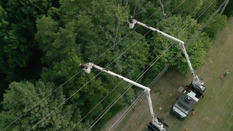 Best Tree and Shrub Care  in Clovis, NM