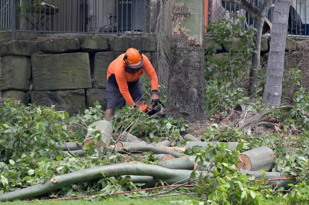 Best Arborist Consultation Services  in Clovis, NM