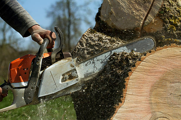 How Our Tree Care Process Works  in  Clovis, NM