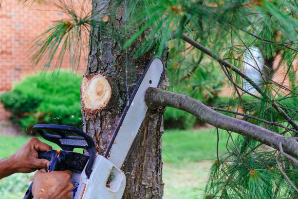 Professional Tree Removal in Clovis, NM